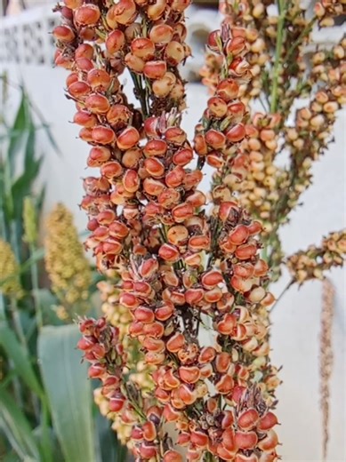 Understanding Sorghum: A Sustainable Rice Alternative