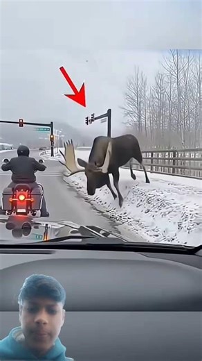 When a Moose Attacks at 55 km/h… One Hit Can Kill You