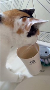 对我漱口用的水 很感兴趣🙄 这是什么癖好啊⁉️ OS：还我漱口水来😫 #家中萌宠 #猫咪 #喵星人 #三色母猫 #马来西亚