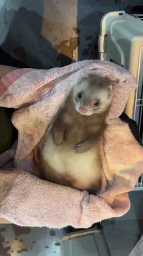 Adopt Our Adorable Ferret: Forever Home Needed