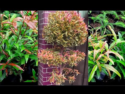 How Eugenia Plant Grow and Propagate