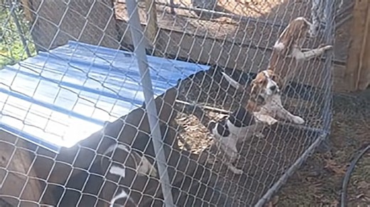 3 dogs vanished near a campsite - then they turned up in the worst possible place