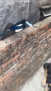 358K views · 2.3K reactions | Power of confetti cannon. #shortvideo #Fact #FunFact #DidYouKnow #InterestingFact #FactOfTheDay #QuickFact #RandomFact #FactCheck #LifeFact #ScienceFact #HistoricalFact | Facts World 2.0 | Facebook