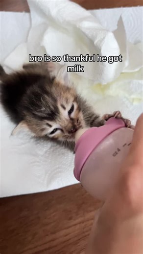 CATTON🐈‍⬛ (@the.catton)’s videos with son original - sirina!