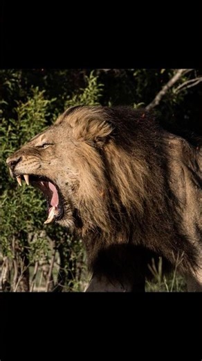Charleston Males Legacy | Their Eldest Sons.🥶#sabisands #krugernationalpark #lion #mapogo #wildlife
