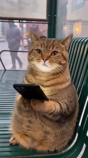 POV: A Cat Using a Phone in Public #cat #funny