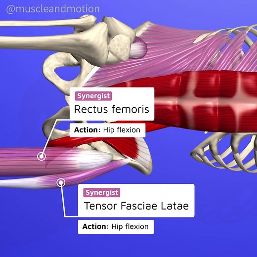 Muscle and Motion on Instagram: "Dead Bug with Sandbag: Core Strength & Stabilization! 🔥 The dead bug isn't just a catchy name—it's your ticket to a powerful core and a stabilized upper body. 🏋️‍♂️ While your abdominal muscles and hip flexors work hard, your shoulder stabilizer muscles are busy keeping that sandbag in check. This combination makes the dead bug with a sandbag an excellent exercise for both core and shoulder stabilization. 💥 Target Muscles: 🎯 Abdomi