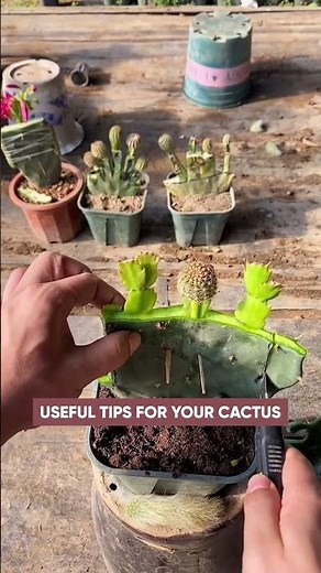 Useful tips for cactus 🌵#plants #gardening #cactus