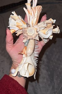Seashell Cross Wall Decor: Sacred Ocean Shell Art for Home & Altar - Etsy