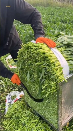 The secret to cutting a whole bunch of vegetables in a flash!