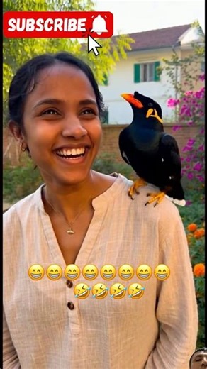 Myna bird talking funny #birds