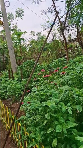 There's a lot to do, keep up the good work... #villagelife #garden #farming101