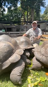 GIANT TORTOISE LAND🤩 | Jayprehistoricpets