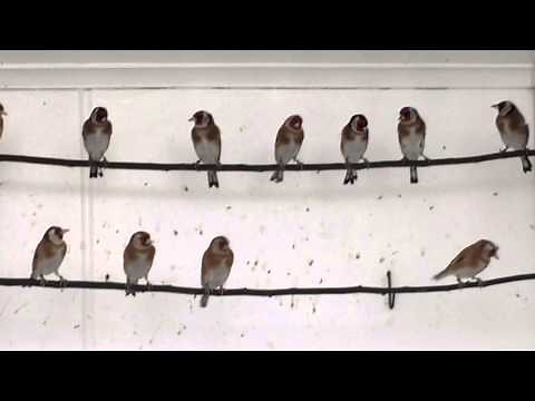 Goldfinches in Flight