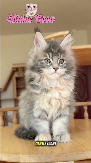 Choosing a Cat? These 5 Breeds Will Steal Your Heart ❤️🐱