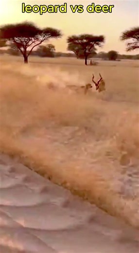 Fastest Chase on the Savanna Leopard Hunts Deer | #wildlife #predator #shorts