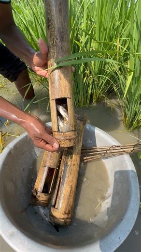 Traditional fishing techniques | Fishing & Village Tradition
