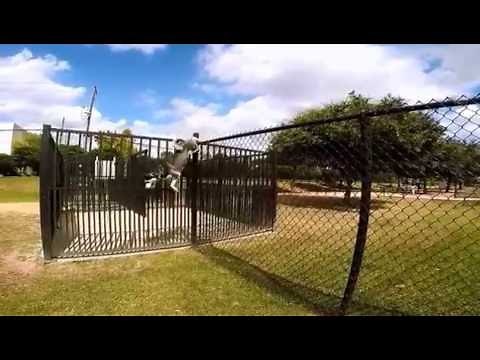 Siberian Husky Climbing a 6ft Fence