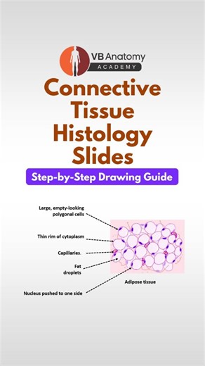 VB Anatomy Academy on Instagram: "Struggling with histology diagrams? You’ll love this one! In this step-by-step session, Dr. Vaishaly Bharambe breaks down the microscopic structure of connective tissue and shows you exactly how to draw and label it in your journal. You’ll learn how to sketch: • Loose areolar tissue (all key cells included!) • Dense regular & dense irregular connective tissue • Adipose tissue with adipocytes and capillaries • Plus the basics of cells, fibers, and ground substanc