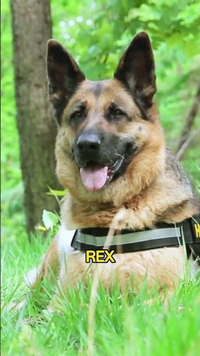 Top 10 German Shepherd Names for Your New Pet.