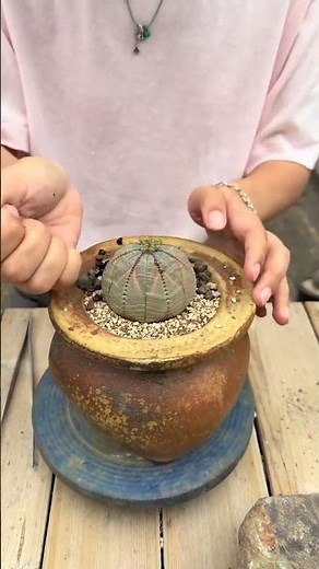 How to Repot a Cactus Safely (Without Getting Pricked!)