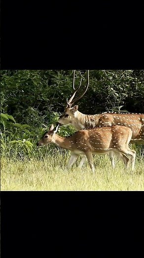 spotted deer #animals #nature #wildlife #discovery