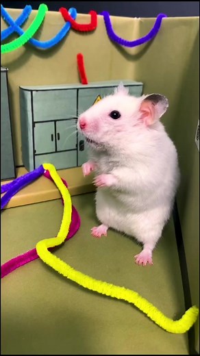 Impostor vs Crewmate: Among Us Hamster Edition