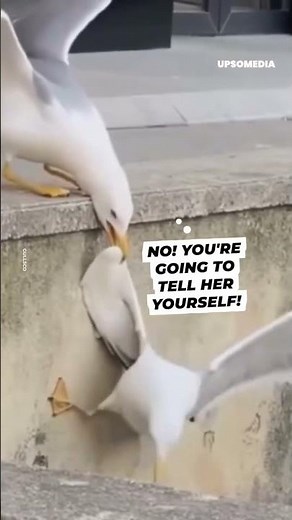 Some extremely dramatic seagulls | The Kiwi #shorts