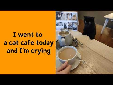50 Cat Memes That Are Impossible Not To Laugh At
