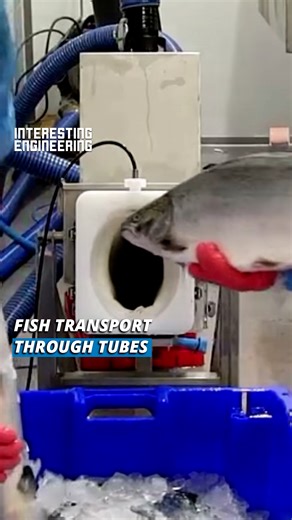 146K views · 351 reactions | This is the new fish transport. Worker conveys fishes fast through the tubes despite the long distance. These fishes are sent alive to the other point of the tube. | Interesting Engineering | Facebook