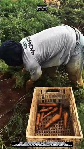 Carrot Harvesting Using Manual Pulling Method | best for Small Farm Production #tool