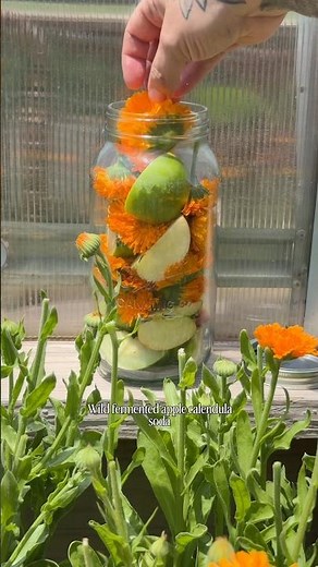 Wild Fermented Apple Calendula Soda Recipe