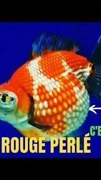 Pourquoi mon poisson rouge est gonflé ? Conseils pour le poisson rouge Perle