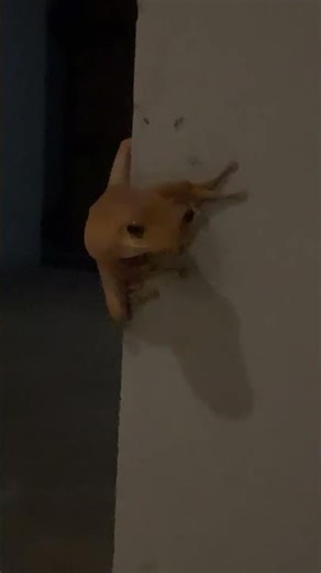 Nature's Minuscule Creatures is live