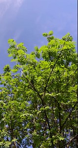 new foliage on rowan trees in spring, beautiful new rowan foliage in sunny weather