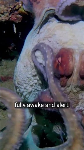 Octopus Wonders | The Most Intelligent and Mysterious Sea Creature 🐙