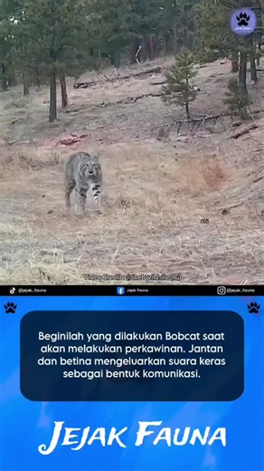 Ritual Unik Kawin Bobcat: Komunikasi dan Interaksi