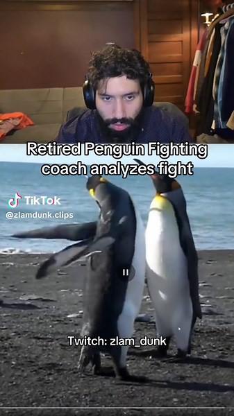 Penguin Fighting Coach Analyzes Animal Fights