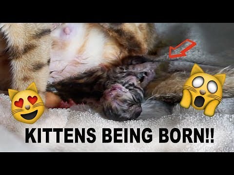 WATCH KITTENS BEING BORN!
