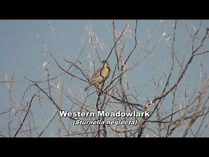 Prairie Life: Meadowlark Song