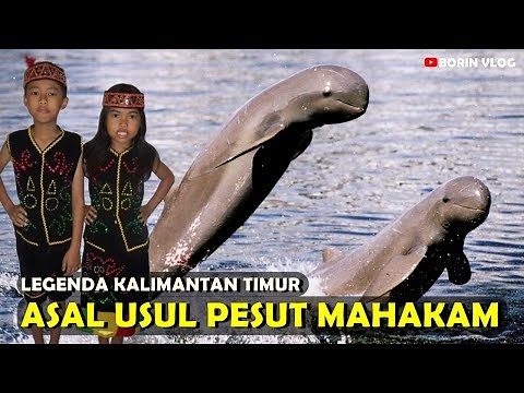 Legenda Pesut Mahakam - Asal Usul Ikan Pesut Mahakam