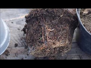 le laurier et la haie "pas cher et facile à multiplier"