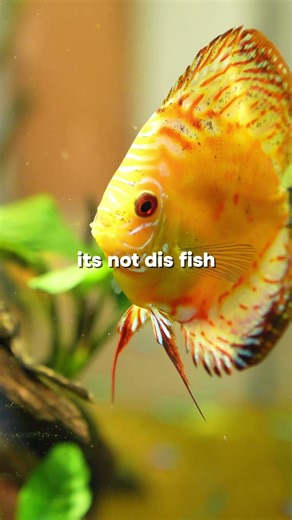 Discus Are Good Luck