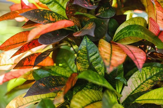 Iceton Croton Plant Care And Propagation Guide - The Home Tome