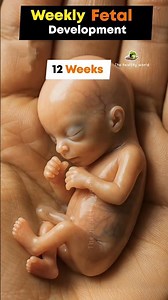 Embryo to Fetus: Weekly Development Stages | miracle of life ✨ #baby #life #pregnant #pregnancy