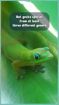 Treehoppers aren't the only honeydew helpers!
