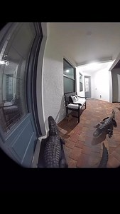 🚨#INSÓLITO🚨 Así o más educado!!! 😳 #Cocodrilo toca el timbre de una casa en Florida, #EU acompañado de su pareja 🐊 🐊 | Expreso RGV