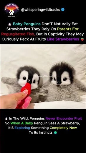Baby Penguin Tries a Strawberry for the First Time! #shorts #wildlife