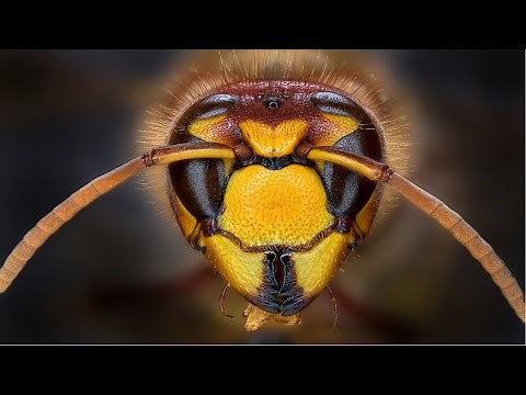 Close-Up: The Bee