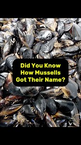Mussels aren’t just delicious—they have an interesting story behind their name! Watch to learn how this tasty shellfish got its unique name and impress your friends with this fun fact. #localhistory #outdoorevent #MusselFacts #DidYouKnow #SeafoodStories #FunFactFriday | Darian NW Fisher